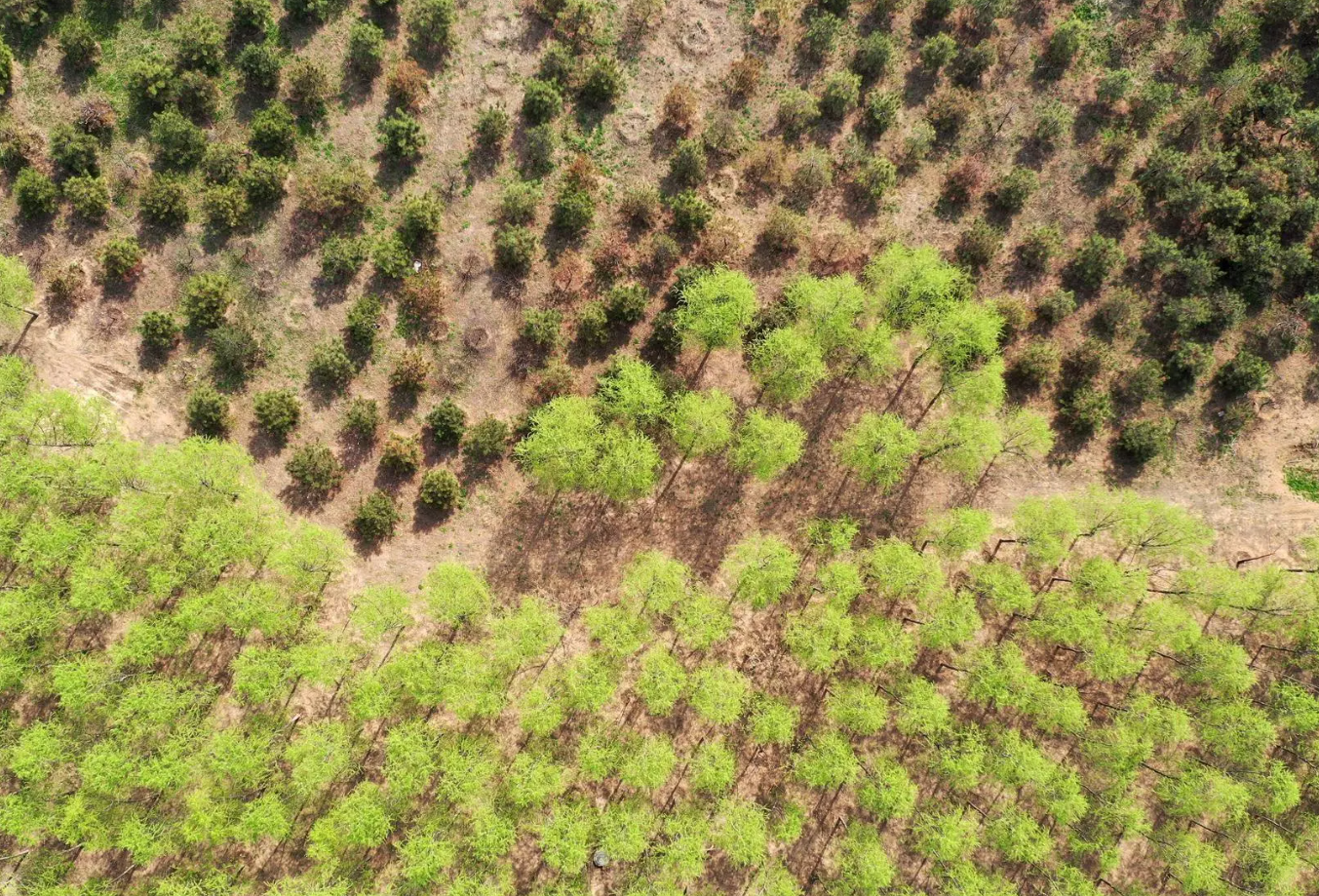 無人機技術(shù)在現(xiàn)代林業(yè)工作方面的應用(圖5)